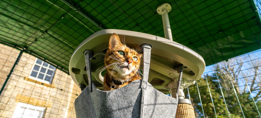 Casa de gato resistente a la intemperie para gatos salvajes, casa para  gatos al aire libre, refugio exterior de madera único para gatos con puerta  de