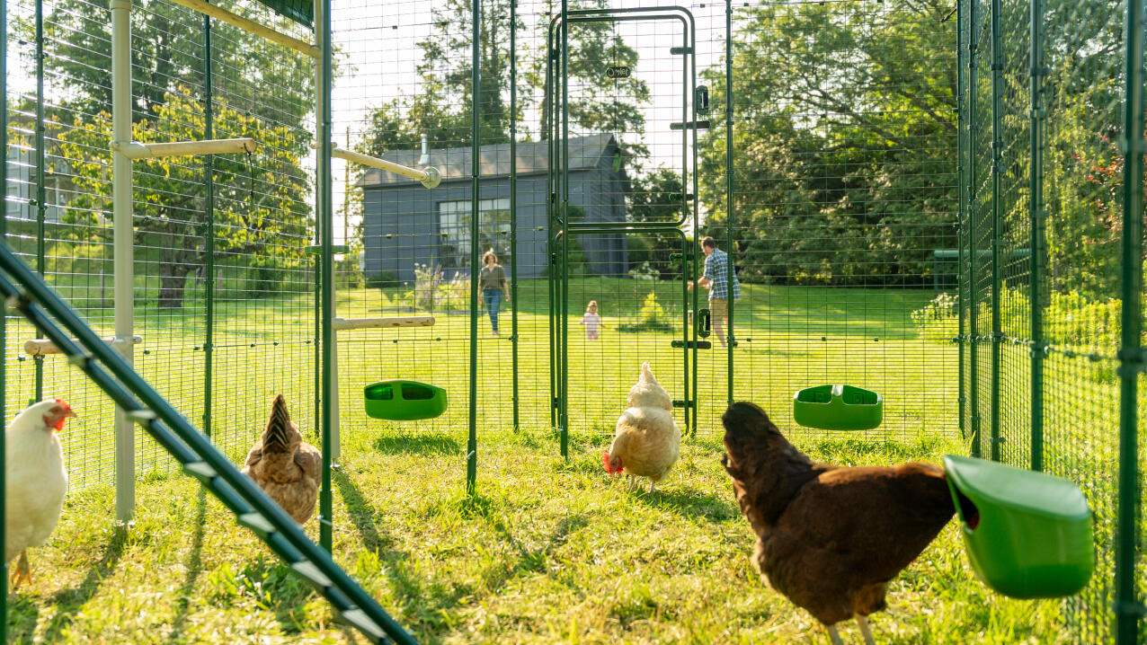 Pollos dentro de un recinto con comederos y perchas, con una familia jugando de fondo.