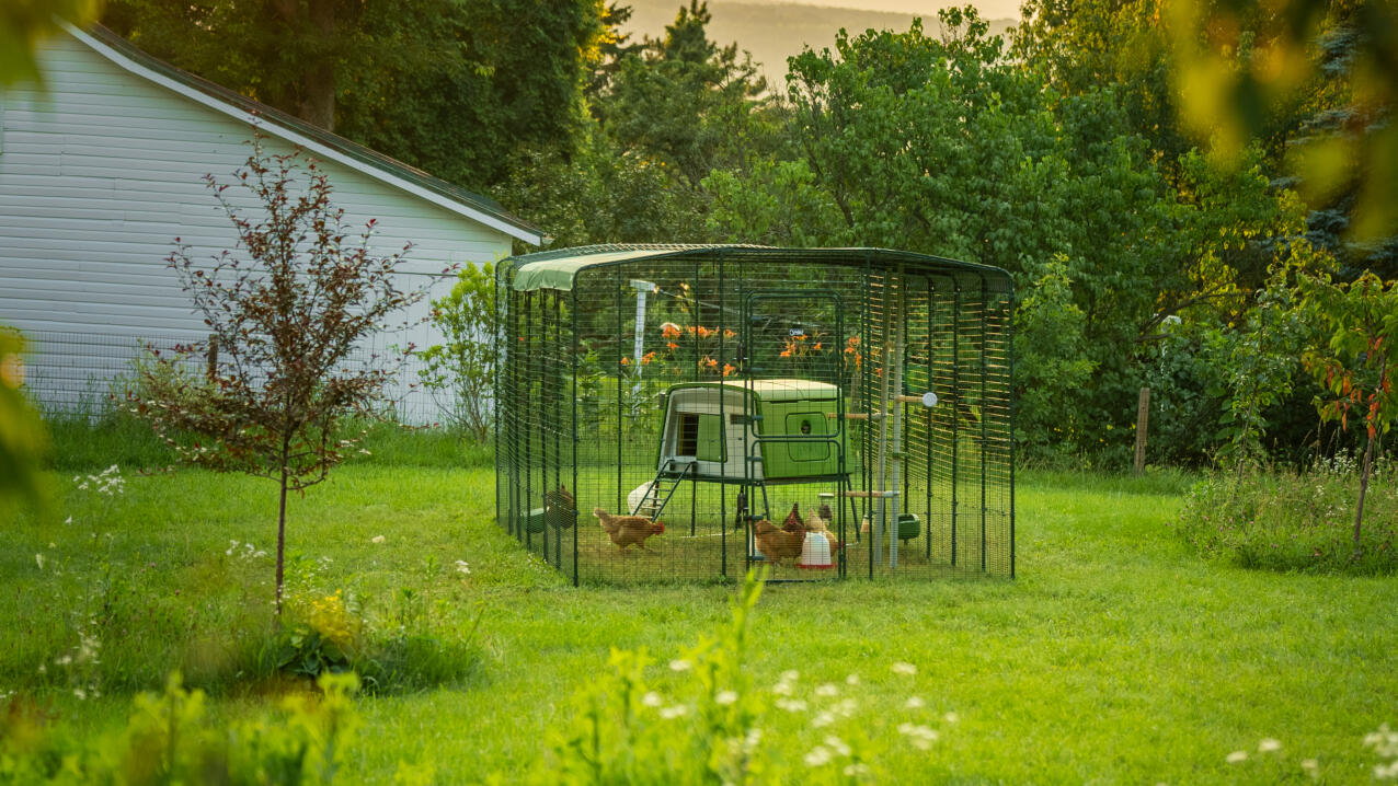 Un gallinero Eglu Cube dentro de un recinto para gallinas con corral