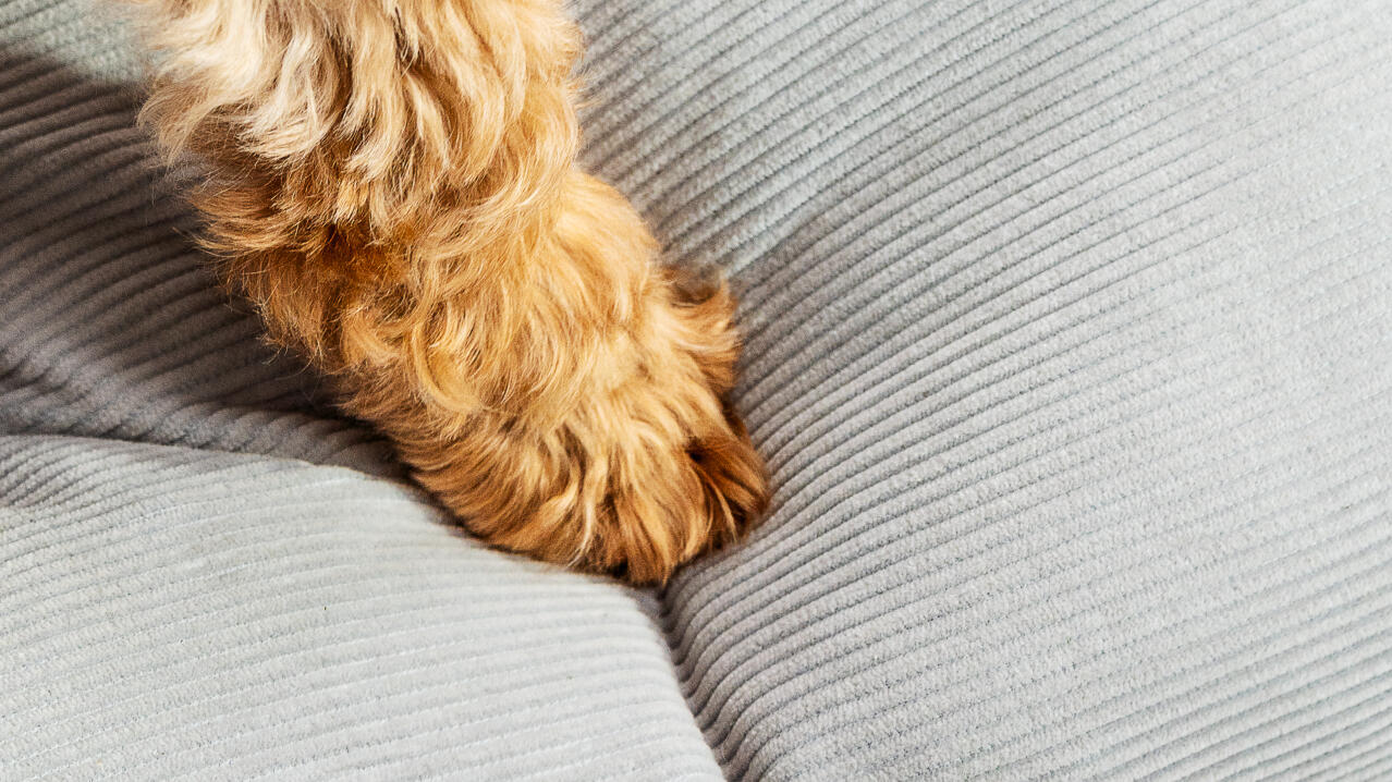 Una pata de perro en la cama para perros con cojín gris guijarro diseñada por Omlet