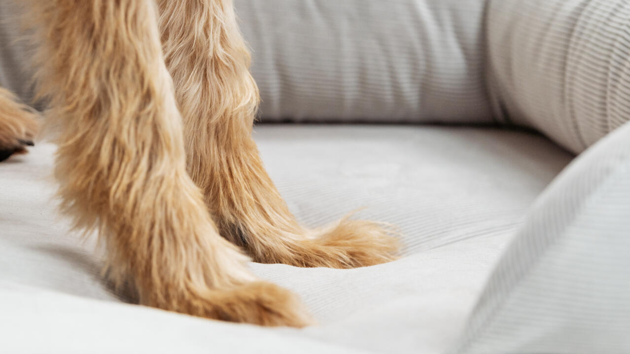 Detalle de patas en una cama para perros con almohada de cuerda