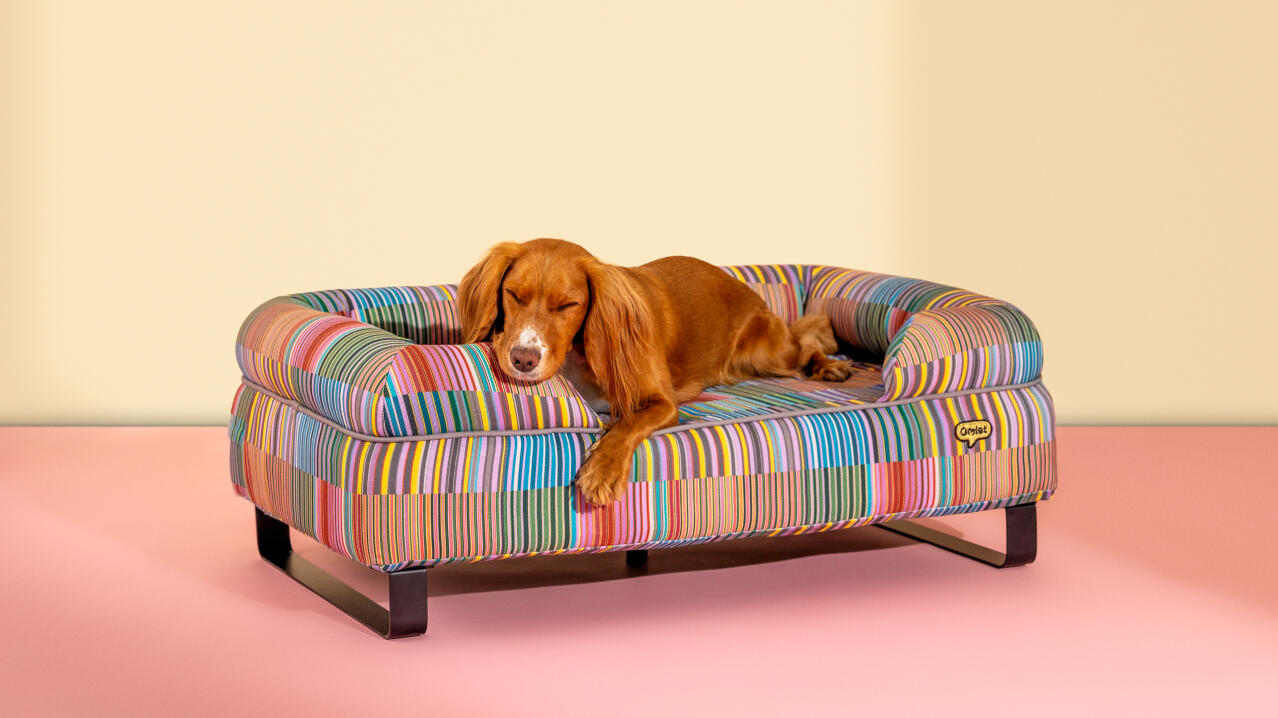 Perro descansando en una colorida cama para perro patterend bolster de Omlet