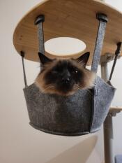 Un gato dentro de la cesta de su árbol para gatos de interior