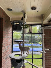 Los gatos están encantados con el poste Omlet Freestyle 