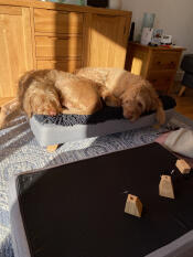 ¡peggy no podía esperar a que le construyeran la cama!