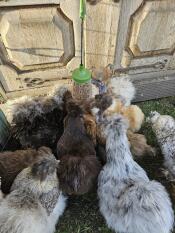 Un montón de gallinas picoteando Golosinas del juguete picoteador para gallinas Pendant 