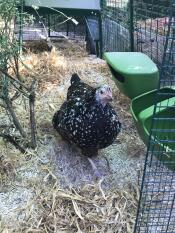 A las gallinas les encanta correr por su jardín con la nueva puerta trasera instalada bajo su casa 