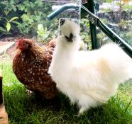 Pollo anaranjado con un pelaje suave y un pollo blanco esponjoso en un jardín