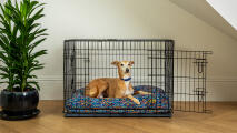 Un perro descansando en una cama acolchada dentro de una jaula