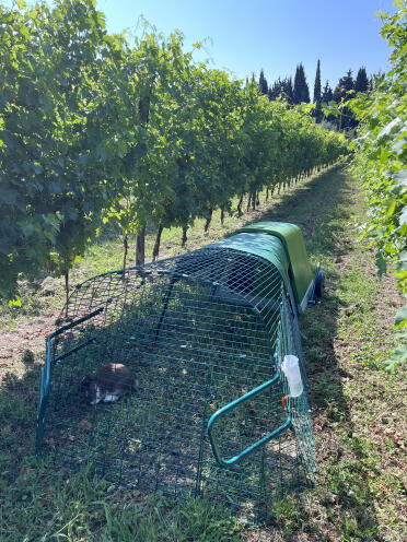 La valla del viñedo a salvo de los zorros