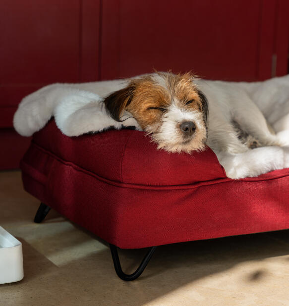 Perro descansando en una acogedora cama para perros con una manta mullida