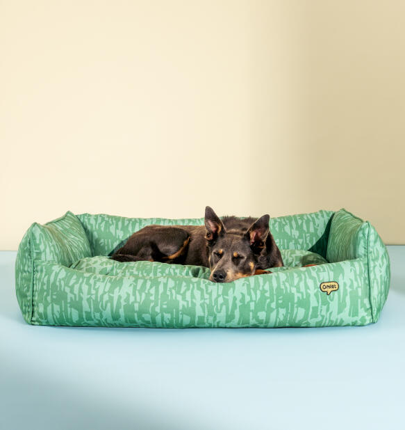 Perro tumbado cómodamente en una gran cama para perros de nido blando