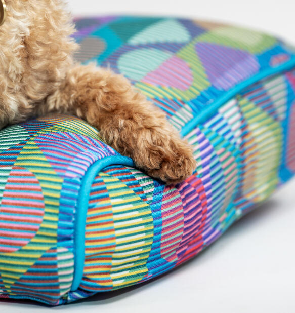 Primer plano de una pata sobre un cojín de colores brillantes cama para perros