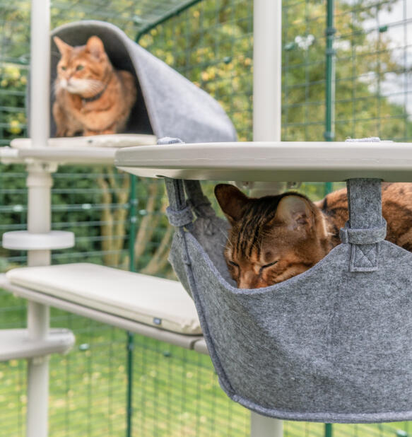 Dos gatos en el árbol para gatos Freestyle - uno en una hamaca y otro en una guarida de plataforma