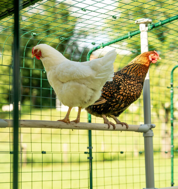 Dos gallinas sentadas en Poletree percha de pollo dentro de paseo en ejecutar.