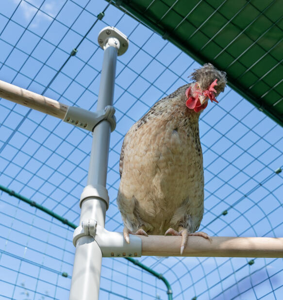 Primer plano de pollo sentado en Poletree percha de pollo dentro de paseo en ejecutar.